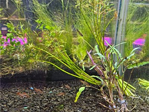 Plants with Roots
